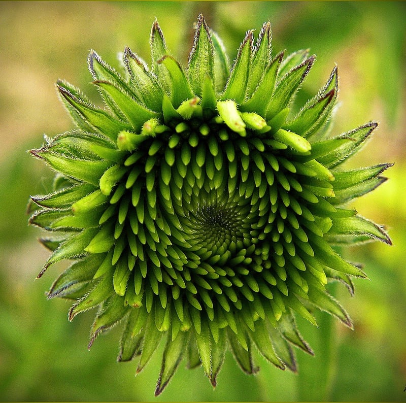 Echinacea Herb