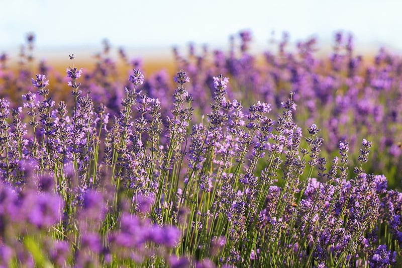 Lavender Herb